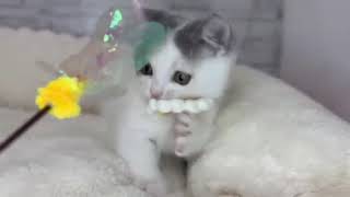 マンチカンの動画01