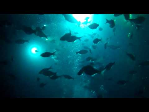 Night  Snorkeling with  Manta Rays 5/27/2010 Kona, Hawaii