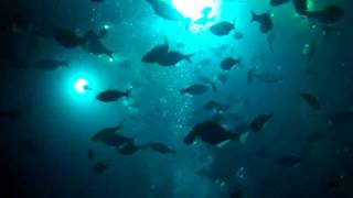 Night  Snorkeling with  Manta Rays 5/27/2010 Kona, Hawaii
