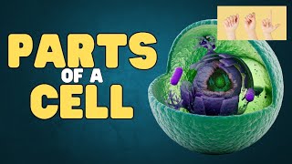 ASL Parts of a Cell