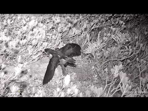 Cahow Chick Cedar Spends Night Outside The Burrow – June 6, 2019