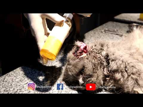 Maggot wound Treatment in Cat | Ear Infection in cat