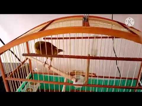 Muda rápida e sadia , enxuguei a muda do meu canário yorkshire (inglês )  vitamina na descrição.