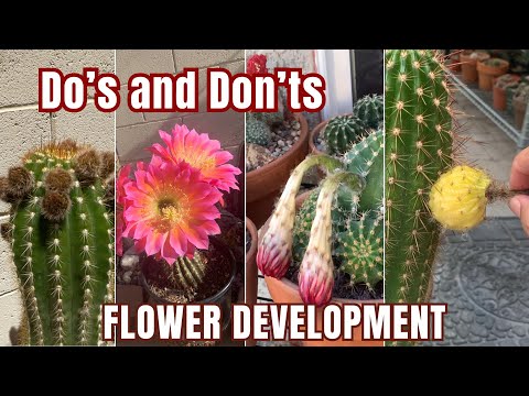 Stages of Flower Development on a Cactus (Do’s and Don’ts) #cactusflower