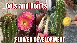 Stages of Flower Development on a Cactus (Do’s and Don’ts) #cactusflower
