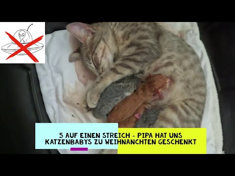 Five at once! Pipa gave us kittens for Christmas.