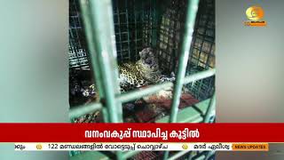 വയനാട് മേപ്പാടി റിപ്പൺ വാളത്തൂരിൽ പുലി കൂട്ടിലായി ||