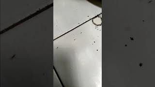 Download lagu Ada gula ada semut mp3