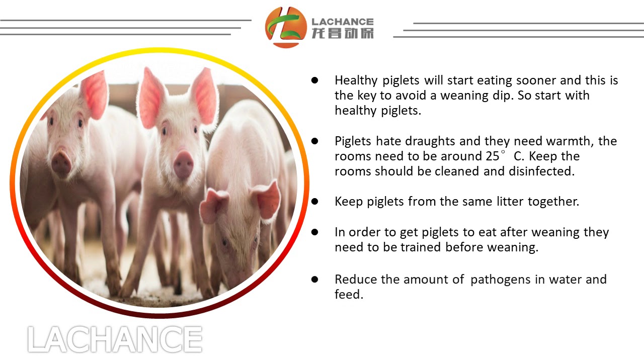 Weaning Piglets | How to weaning piglets without any problems?