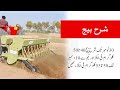 Gandum ka Waqt Kasht | Wheat | Sowing Time | Actual Time | Seed |