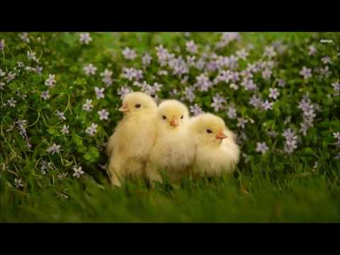 Lucija i Allegro - Pilići