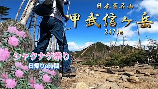 【春登山】5月『甲武信ヶ岳』　シャクナゲ祭り　日本百名山　日帰り登山