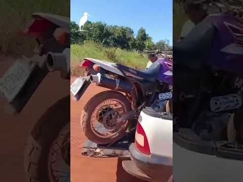 Onça-parda morre após acidente com moto na MS-340 em Ribas do Rio Pardo