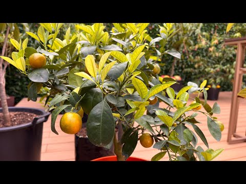 Consejos para sembrar un árbol enano en el jardín