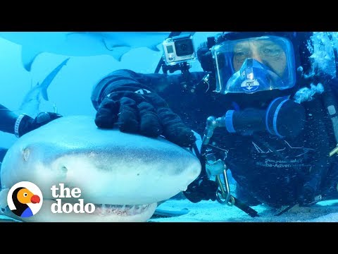 Diver Has Been Friends With Tiger Shark For 20 Years! | The Dodo