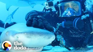 Diver Has Been Friends With Tiger Shark For 20 Years! | The Dodo