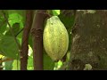 Ivory Coast S 1 5 Billion Plan To Restore Forests Land