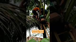 Download lagu DETIK-DETIK EVAKUASI PENDERES KELAPA YANG TERSAMBAR PETIR | DI BOCARI PURBALINGGA#shorts #fyp #viral mp3 Download lagu DETIK-DETIK EVAKUASI PENDERES KELAPA YANG TERSAMBAR PETIR | DI BOCARI PURBALINGGA#shorts #fyp #viral mp3