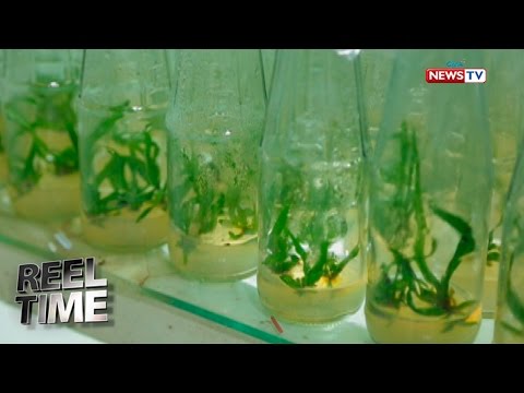 Hypothyroidism ay hindi nawawala ang timbang Pagbe-bake ng soda bilang isang paraan para sa pagbaba ng timbang na inumin