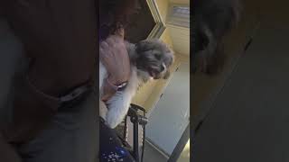 Video preview image #1 Shih Tzu Puppy For Sale in Weston, FL, USA