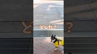 犬、お土産が欲しかった。  #犬との暮らし #chihuahua #dog