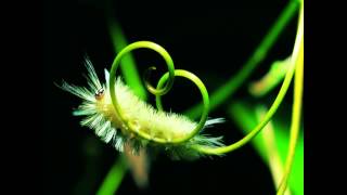 Whistle While You Work