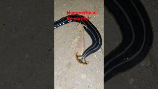 Hammerhead worm 👽😱 #shorts please like &amp;Subscribe