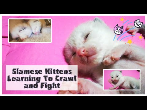 Siamese Kittens Learning to Crawl and Fight 😹