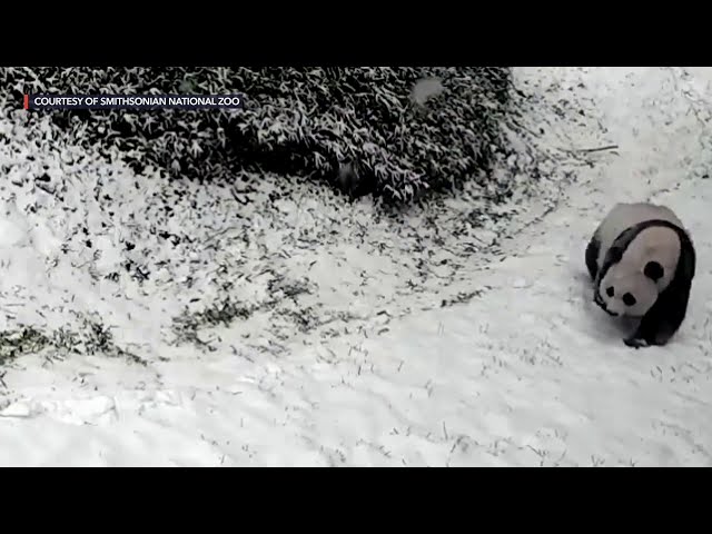 US Northeast pummeled by one of worst winter storms in years