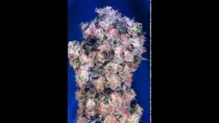 Hit Skrewface - La La La