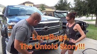 How To || Damage LoveBugs do, Vehicle Maintenance Edition
