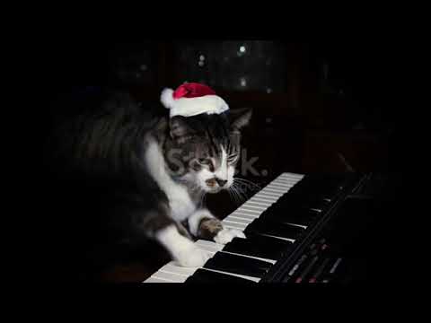HAPPY BIRTHDAY FROM CAT AT PIANO