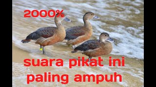 Download lagu suara pikat burung belibis 2000% paling ampuh lawan langsung turun mp3