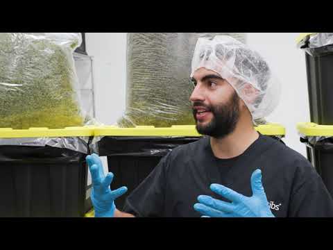 Grove Bags at High Life Farms with the Canna Cribs Team