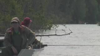 preview picture of video 'Caribou on the Kenai with Funny Moose Lodge Guides'