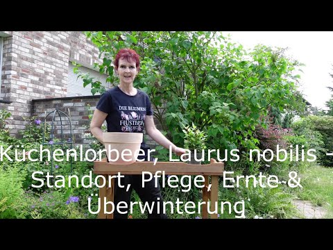 Küchenlorbeer, Laurus nobilis - Standort, Pflege, Ernte & Überwinterung