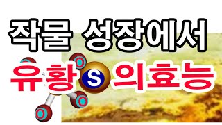 작물 성장에서 유황의 효능 쉽게 설명드립니다- 비료 강의, 유황 또는 황이라고 불리는 비료의 다량요소에 속하…