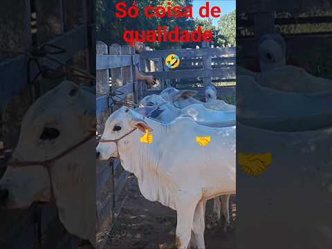 feira do gado Brejinho PE 👍🤝🤣
