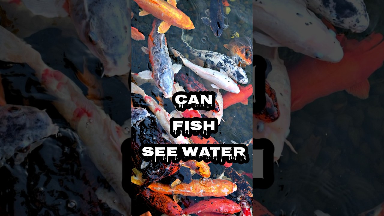 CAN FISH SEE WATER #interestingfacts #facts #factsfeed #shortsfeed #shorts #viral #trendingshorts