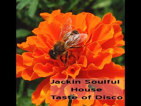 Jackin Soulful House Taste of Disco - The Midnight Son Radio Station House Music
