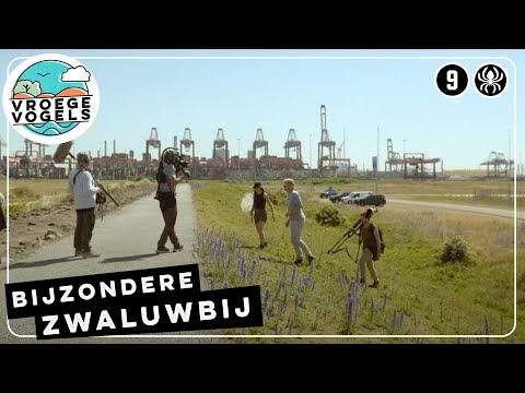 Zwaluwbij de Landtong Rozenburg | TV | Vroege Vogels