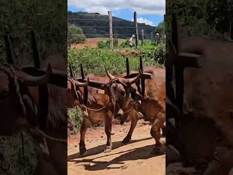 OS CARREIROS NO ENCONTRO DE SENADOR JOSÉ BENTO-MG
