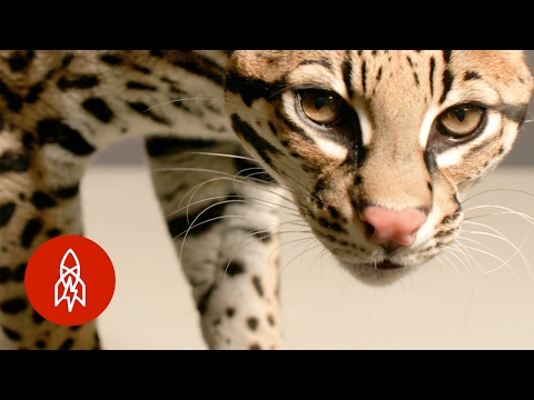 見る価値のある猫動画 (A Cat Video Worth Watching)