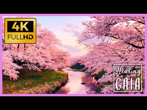 💦🌸 [4K] BOSQUE Japones en PRIMAVERA ▶ Sonido de las FLORES de CEREZO o SAKURA 🌺🍃 [8 HORAS]