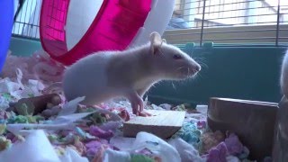 Baby Rosie and Poppy, Part One.