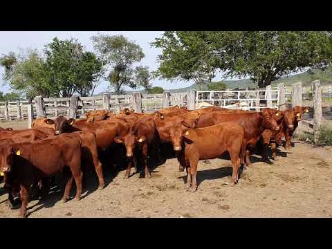 Excelente lote de brangus en venta