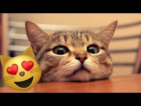 Cute Cat 😺Video - Vine Cats Compilation 2019
