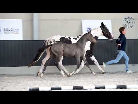 Belgian Elite Auction 2022