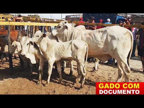 FEIRA DO GADO NO BOLA EM PANELAS-PE  19-04-2026  #nordeste