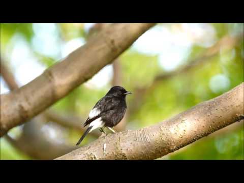 白斑黑石鵖2016 1204 2